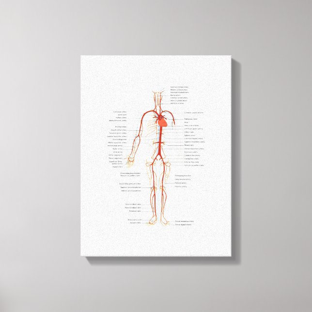 Lienzo Sistema Circulatorio Humano de Arterias (Anverso)