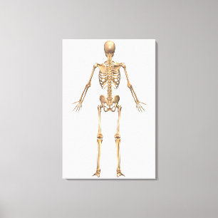 Lienzo Sistema esquelético humano, vista posterior
