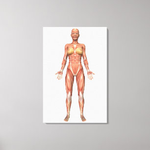 Lienzo Sistema muscular femenino, vista frontal