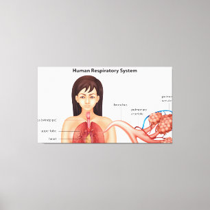 Lienzo Sistema respiratorio femenino