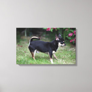 Lienzo Situación de pelo corto de la chihuahua