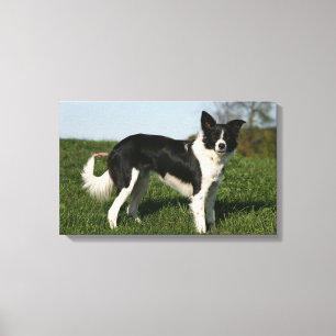 Lienzo Situación del border collie