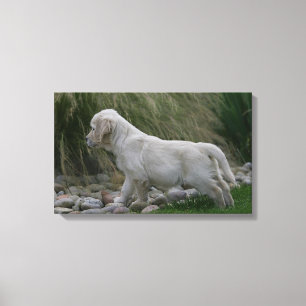 Lienzo Situación del perrito del golden retriever