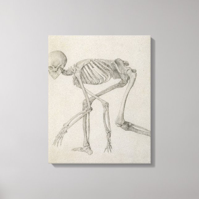 Lienzo Skeleton humano: Vista lateral en la postura de Cr (Anverso)