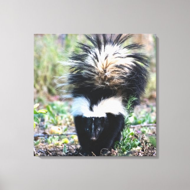 Lienzo Skunk Black and White (Anverso)