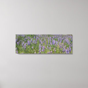 Lienzo Sky Lupines