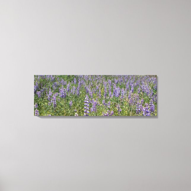 Lienzo Sky Lupines (Anverso)