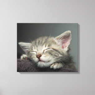 Lienzo Sleepy Kitten