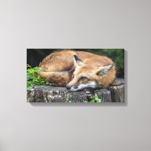 Lienzo Sleepy Red Fox
