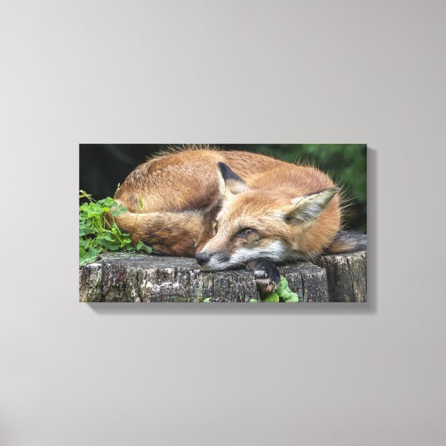 Lienzo Sleepy Red Fox (Anverso)