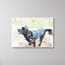 Smokey espera para ir a pasear