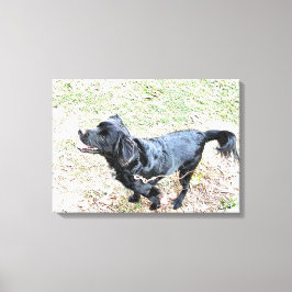 Lienzo Smokey espera para ir a pasear