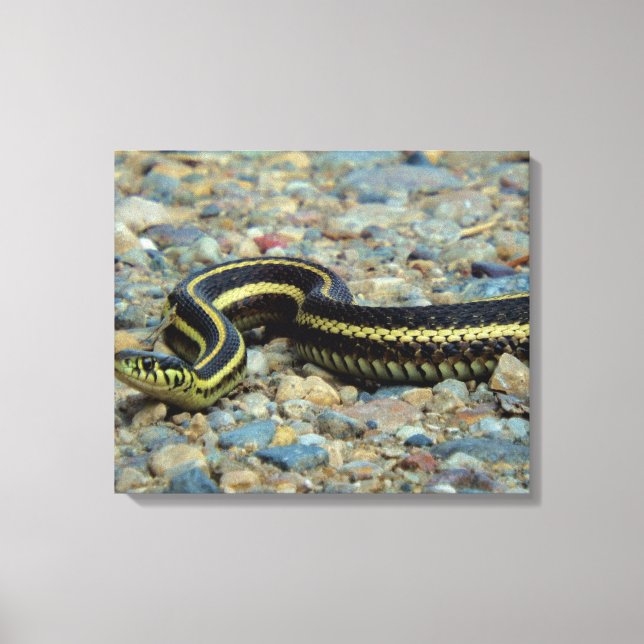 Lienzo Snake Gardener (Anverso)