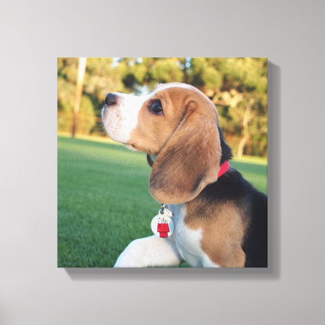 Lienzo Snoopy Beagle Canvas (Anverso)