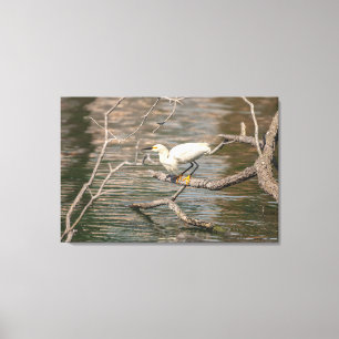Lienzo Snowy Egret