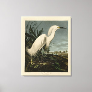 Lienzo Snowy Heron (Egret) - Aves de América de Audubon