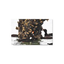 Sorprendente surf Scoter se alimenta con marea baj