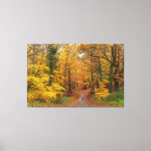 Lienzo Sorprendentes colores del bosque inglés de otoño c