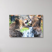 Sparring Grizzly Bears