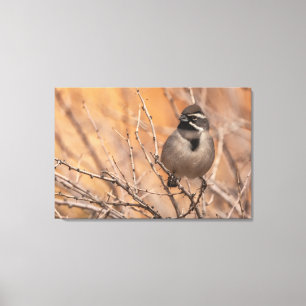 Lienzo Sparrow