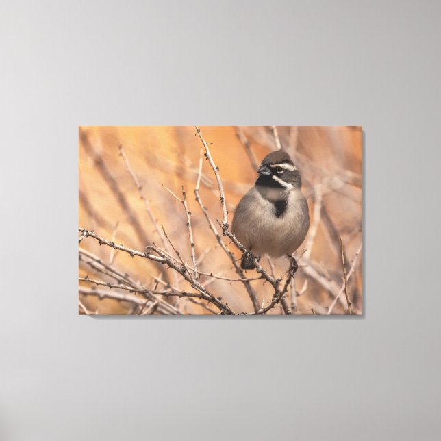 Lienzo Sparrow (Anverso)