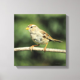 Lienzo Sparrow