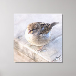 Lienzo Sparrow - Sobrepeso