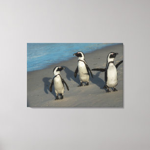 Lienzo Spheniscus africano Demersus de los pingüinos el