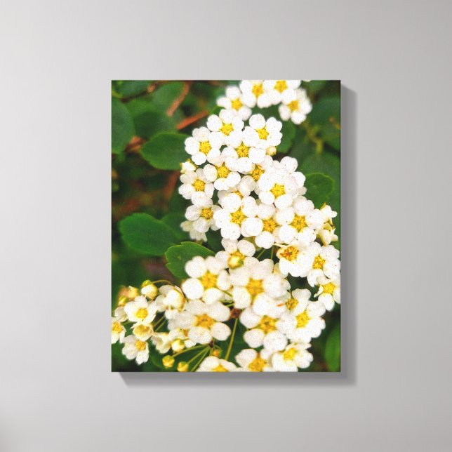 Lienzo Spirea de hoja de oro (Anverso)