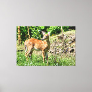 Lienzo Spoted Fawn