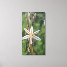 Lienzo Spring flora South Africa Canvas Print