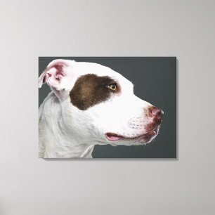 Lienzo Staffordshire bull terrier, primer