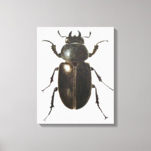 Lienzo Stag Beetle 2011