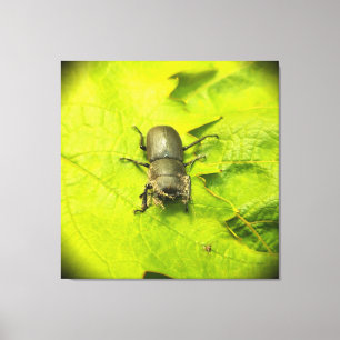 Lienzo Stag Beetle , escarabajos , Bug