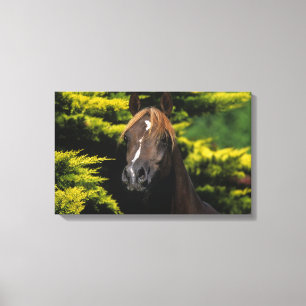 Lienzo Stallion árabe
