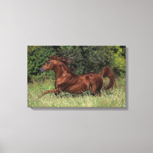 Lienzo Stallion árabe corriendo en la hierba