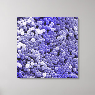 Lienzo Staphylococcus