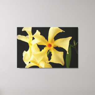 Lienzo Star Jasmine Flower 36x24 (90x60cm) waccna