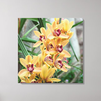 Lienzo Star Orchids