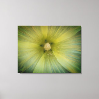 Lienzo Star Pollen Stretched Canvas Print