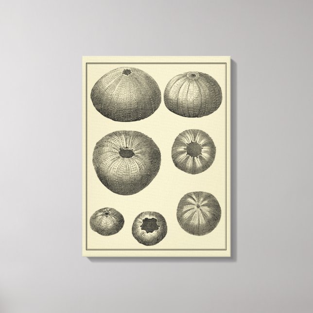 Lienzo Starfish negro y blanco (Anverso)