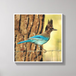 Lienzo Stellar Jay