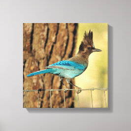 Lienzo Stellar Jay