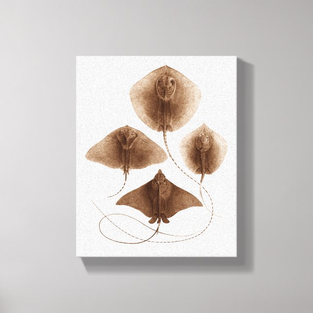 Lienzo Stingray #2 Wraped Canvas Wall Art (Anverso)