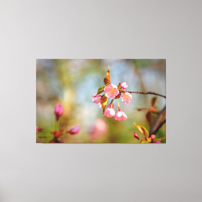 Lienzo Suaves Flores de Sakura Rosadas Tiernas en Primave (Anverso)