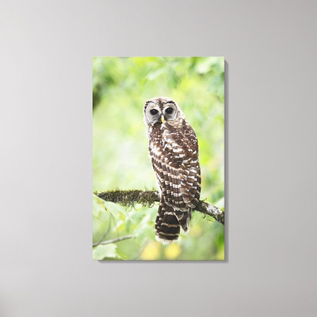 Lienzo Sub-adulto que recientemente dejó el nido (Anverso)