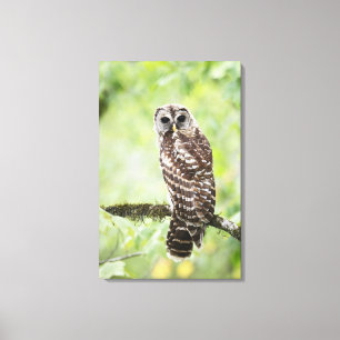 Lienzo Sub-adulto que recientemente dejó el nido