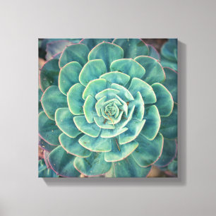 Lienzo Succulent del primer