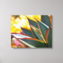 Lienzo Suculenta foto de Agave Blue Glow Debra Lee Baldwi