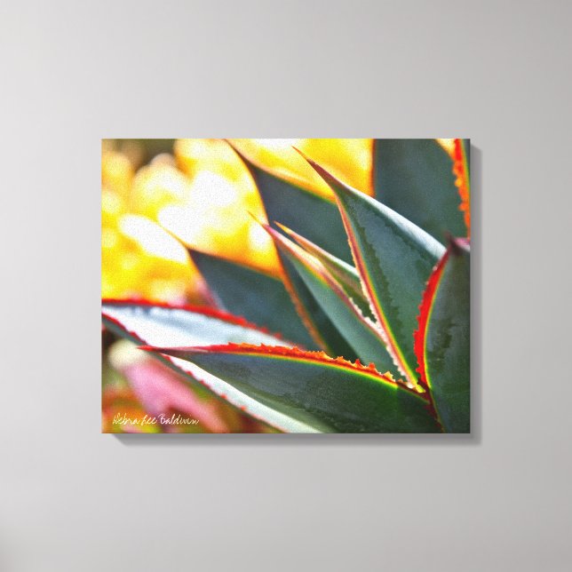 Lienzo Suculenta foto de Agave Blue Glow Debra Lee Baldwi (Anverso)